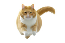 Run Yellow Cat Isolated On Background