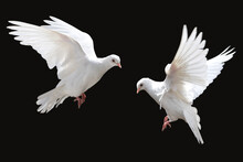 White Doves Flying, Isolated On Black