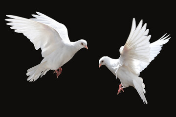 white doves flying, isolated on black