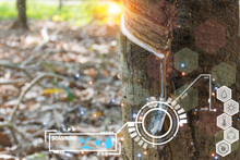 Smart Farm Digital Icon And Futuristic AI Data Infographic Of Rubber Tree With Natural Rubber Drop To The Bowl At Rubber Tree Plantation Natural Latex Is A Agriculture For Industry In Thailand