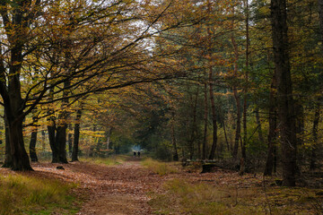 Canvas Print - Nature reserve Sallandse Heuvelrug