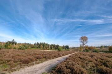 Canvas Print - Nature reserve Sallandse Heuvelrug