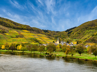 Wall Mural - Senheim village and church between steep vinyards and rolling hills during blue sky clouds in Cochem-Zell district, Germany