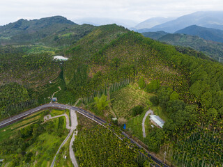 Sticker - Top view of the forest on the mountain