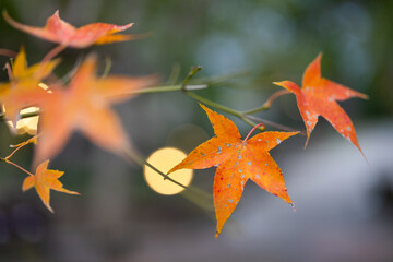 Canvas Print - Autumn colors on a maple tree