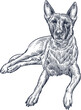 Vintage hand drawn sketch sit Belgian malinois dog