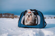 Shih tzu dog with bow sitting in bag on winter mountains background