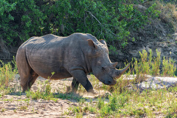 Poster - White Rhinoceros bull in a Game Reserve, part of the Greater Kruger Region, in South Africa