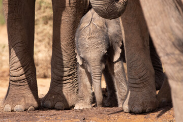 elephant in the zoo