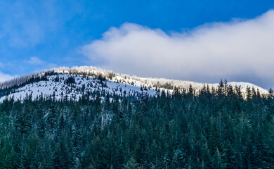 Mountain Snow And Trees 2