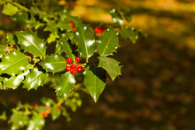 Close-up Of Red Berries On A Holly Bush In A Garden