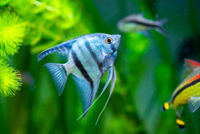 Portrait Of A Zebra Angelfish In Tank Fish With Blurred Background (Pterophyllum Scalare)