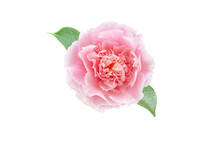 Pale Pink Camellia Japonica Peony Form Flower With Green Leaves Isolated Transparent Png. Japanese Tsubaki.