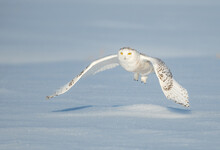 Snowy Owl In Flight Over Snow Covered Rural Landscape, Quebec, Canada