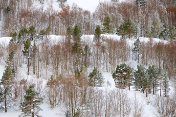 Poster - Snow capped forest in the Pyrenees