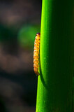 Fototapeta Dmuchawce - a corn moth larva on a corn stalk illuminated by sunlight