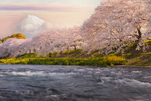 Cherry Trees Along A River With Snowcapped Peak Of Mt Fuji In Background, Yamanashi Prefecture, Honshu, Japan