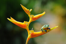 Frog Sitting On A Tropical Flower, Indonesia