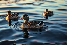 Wild Ducks Splashing In A Lake. Created With Generative Technology.