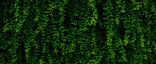 Dark Green Tropical Leaf Group Background Panoramic Background Concept Of Nature	
