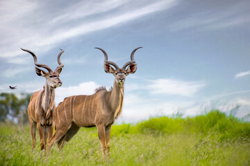 Beautiful shot of Kudus in a green field during the day