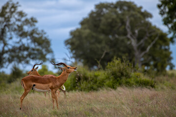 Wall Mural - Beautiful shot of Impalas in a field during the day