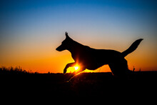 Dog Silhouette , Dog Running In Sunset