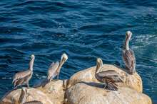 Group Of Pelicans In La Jolla Cove, San Diego, California
