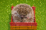 Fototapeta Sawanna - hedgehog in the grass