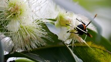 A Wasp (vespa Tropica) Looking For Honey In Watery Rose Apple Blossoms