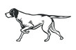 Pointer hunting Dog - vector illustration