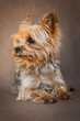 Yorkshire Terrier | Portrait