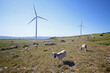 éolienne Hérault énergie verte troupeau brebis élevage écologie énergie renouvelable vent élevage extensif nature causse calcaire Languedoc Occitanie éolienne Villeveyrac Hérault environnement 