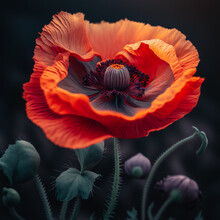 Generative AI Illustration Of Poppy Flower