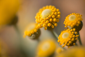 Cheerful buoyant spring summer shot of yellow Santolina flowers on bright sunny day