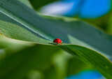Fototapeta Dmuchawce - bright red ladybug illuminated by sunlight on a green leaf