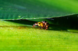 Fototapeta Dmuchawce - Two ladybugs on a green leaf are illuminated by sunlight