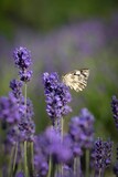 Fototapeta Lawenda - butterfly on lavender