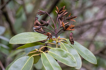 Poster - Rhododendron seeds on cress in detail.