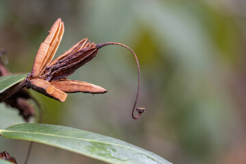 Poster - Rhododendron seeds on cress in detail.