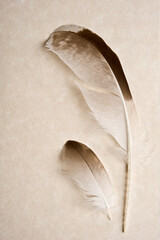 Old paper with two bird feathers