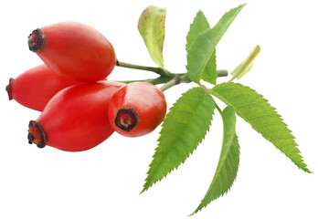 Poster - Medicinal rose hips