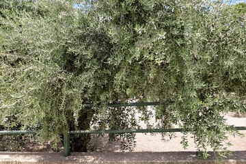 Wall Mural - View of beautiful olive tree in park