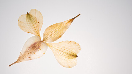 Wall Mural - Dried and pressed flowers and petals of Alstroemeria, commonly called the Peruvian lily or lily of the Incas, isolated on white background. For use in scrapbooking, floristry or herbarium.