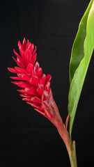 Wall Mural - Alpinia purpurata flower with their brilliant red bracts red ginger, ostrich plume and pink cone ginger. Isolated from background.