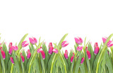 Fototapeta Tulipany - Seamless border of tulips flowers. background, pattern, print for packaging paper, postcards, textiles. Colorful pink tulips with leaves, a frame, garland of flowers