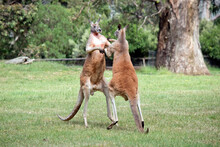 The Male Red Kangaroos Body Is A Shade Of Red Fur His Head Is Grey With A White Muzzle, They Are The Tallest Kangaroo