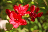 Fototapeta  - rhododendron azalia różanecznik