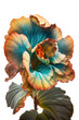 isolated orange, white, blue, begonia flower photo, spring, decorative floral illustration, transparent background, png, horizontal, vertical, springtime, floral, no background, multicolor