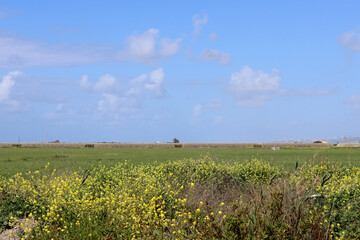 Sticker - Green field, blue cloudy sky. Tranquil rural scene. Landscapes of Israel. 